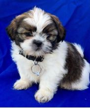 🎄🎄 Eye-catching 🎅 Shih Tzu Puppies 🐕 For Re-Homing 🎄🎄