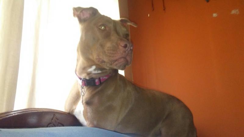 Beautiful Pit Bull Image eClassifieds4u