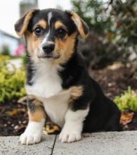 π
π
Astounding πPembroke Welsh Corgi Puppies π For Adoption π
π
Image eClassifieds4U
