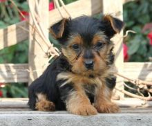 🎅🎅 Enchanting 🎄 Teacup 🐕 Yorkie Puppies For Adoption 🎅🎅 Image eClassifieds4u 2