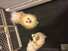 Pomeranian puppies for sale