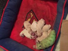 Pomeranian puppies for sale Image eClassifieds4u 3