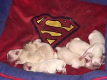 Pomeranian puppies for sale Image eClassifieds4u 4