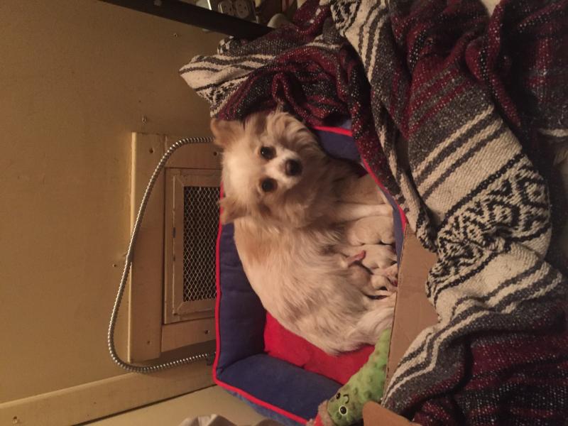 Pomeranian puppies for sale Image eClassifieds4u