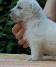 Beautiful West Highland White Terrier puppy ready..