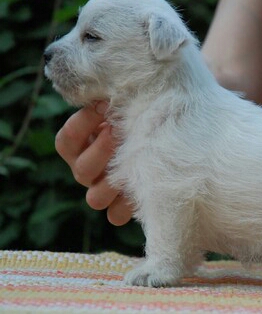 Beautiful West Highland White Terrier puppy ready.. Image eClassifieds4u