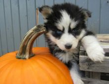 Siberian husky puppy beautiful blue eyes ready. Image eClassifieds4U