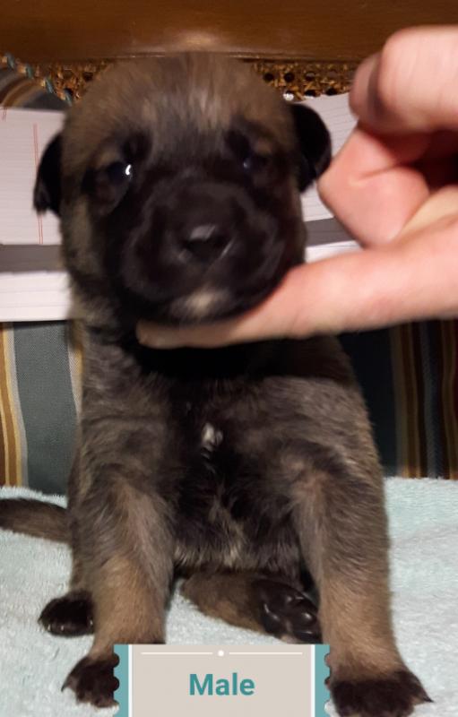 Cane Corso-Rotti/Shepherd cross Image eClassifieds4u