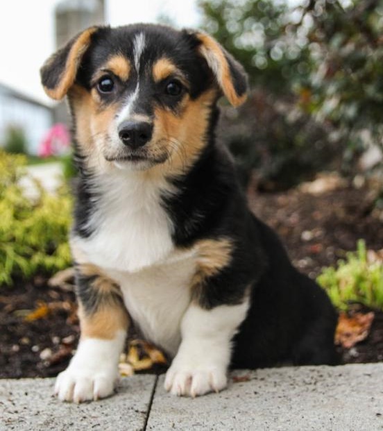 🎅🎅 Astounding 🐕 Pembroke Welsh Corgi Puppies 🐕 For Adoption 🎅🎅 Image eClassifieds4u