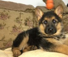 🎅🎅 Smart Ckc 🐕 German Shepherd 🐕 Puppies For Adoption 🎅🎅