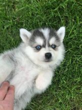 Ready Pomsky Puppies For Sale