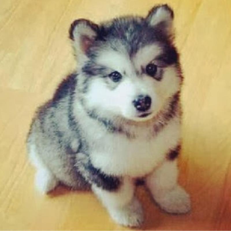 Looking for pomsky puppy Image eClassifieds4u