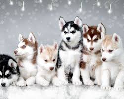 Looking for pomsky puppy Image eClassifieds4u