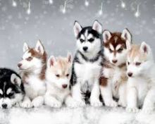 Looking for pomsky puppy Image eClassifieds4u 3
