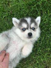 Ready Pomsky Puppies For Sale Image eClassifieds4U