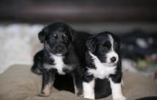 9 beautiful Akita Black Lab X Pups ready to go DECEMBER 8TH
