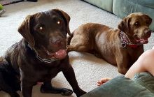 Chesapeake Bay Retriever Puppies