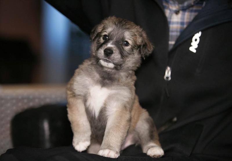 9 beautiful Akita Black Lab X Pups ready to go DECEMBER 8TH Image eClassifieds4u