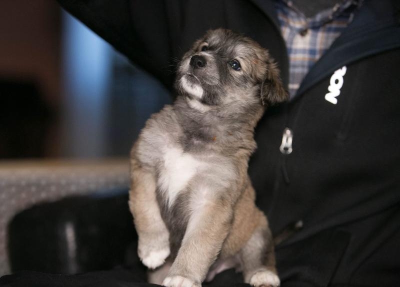 9 beautiful Akita Black Lab X Pups ready to go DECEMBER 8TH Image eClassifieds4u