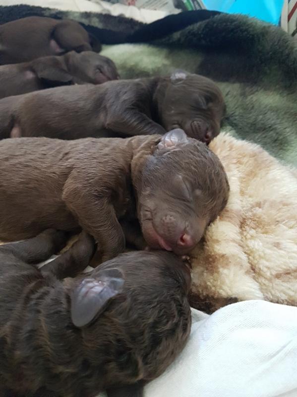 Chesapeake Bay Retriever Puppies Image eClassifieds4u