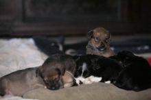 9 beautiful Akita Black Lab X Pups ready to go DECEMBER 8TH Image eClassifieds4u 3