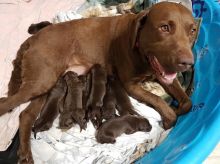 Chesapeake Bay Retriever Puppies Image eClassifieds4u 2