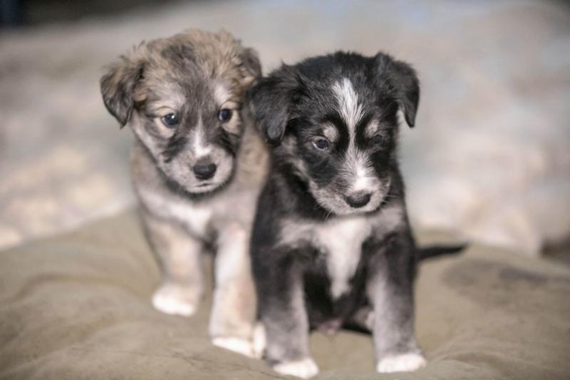 9 beautiful Akita Black Lab X Pups ready to go DECEMBER 8TH Image eClassifieds4u