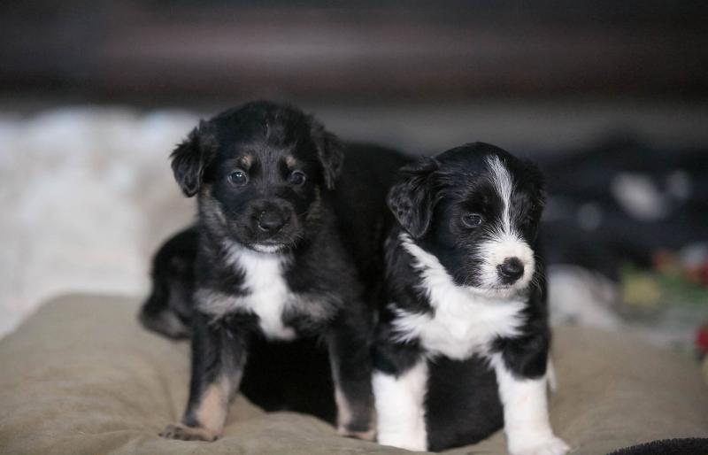 9 beautiful Akita Black Lab X Pups ready to go DECEMBER 8TH Image eClassifieds4u