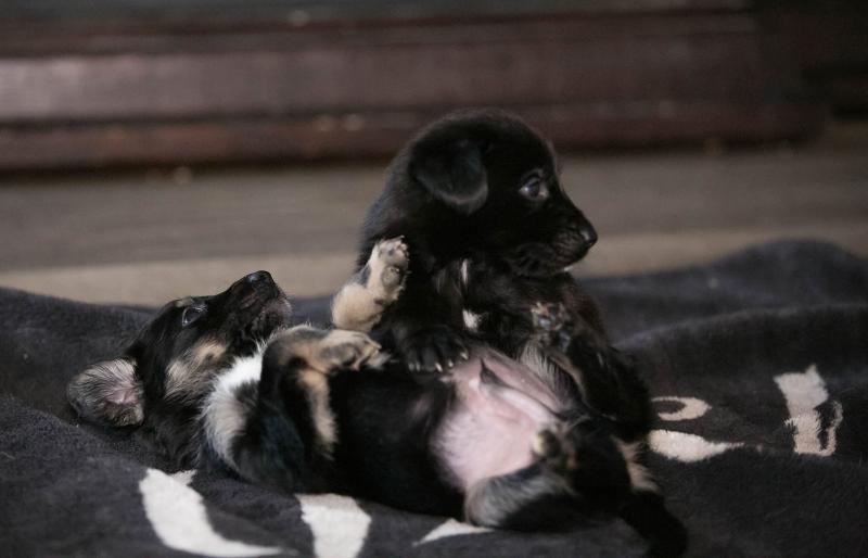 9 beautiful Akita Black Lab X Pups ready to go DECEMBER 8TH Image eClassifieds4u