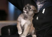 9 beautiful Akita Black Lab X Pups ready to go DECEMBER 8TH Image eClassifieds4u 2
