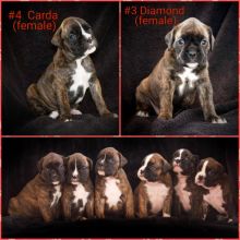 Beautiful Boxer Puppies ready for Christmas!