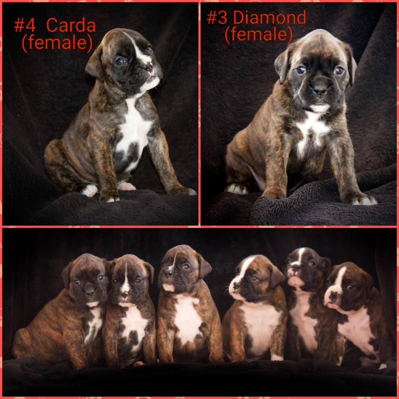 Beautiful Boxer Puppies ready for Christmas! Image eClassifieds4u
