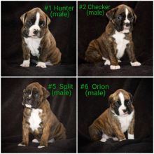 Beautiful Boxer Puppies ready for Christmas! Image eClassifieds4u 2