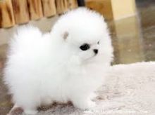 Adorable Princess, Ice White Pomeranian Available!