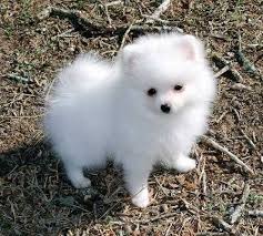 Adorable Princess, Ice White Pomeranian Available! Image eClassifieds4u