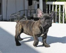 Attractive male and female French bulldog puppies