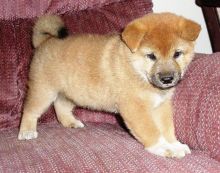 Family raised shiba inu puppies for adoption