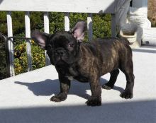 Healthy Male and Female French Bulldog Puppies For Adoption