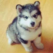 Precious Pomsky puppies available now