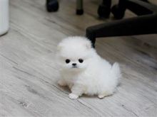 Healthy Home raised Pomeranian pups available Image eClassifieds4U