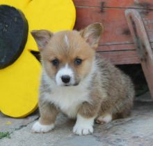 Welsh corgi puppies for adoption into a new home Image eClassifieds4U