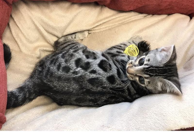 Pedigree Bengal, Spayed Queen Image eClassifieds4u