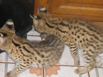 Pedigree Bengal, Spayed Queen Image eClassifieds4u