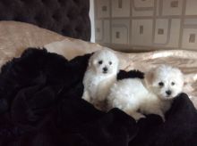 Bichon Frise Puppies For Sale Text at (732) 290-5130