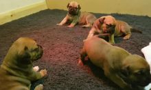 Boerboel Puppies For Sale Text me at (732) 290-5130