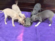 Cute Italian Greyhound Puppies Pls text me at (732) 290-5130