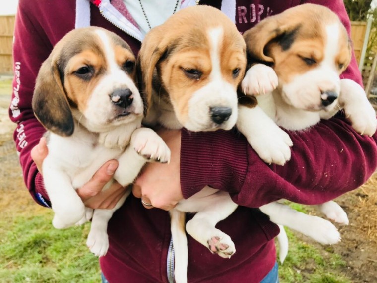 Beautiful Beagle Puppies For Sale Ready Now!! text me at:(732) 290-5130 Image eClassifieds4u