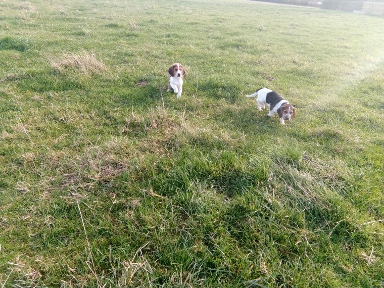 Beautiful Beagle Puppies For Sale Ready Now!! text me at:(732) 290-5130 Image eClassifieds4u