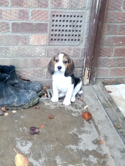 Beautiful Beagle Puppies For Sale Ready Now!! text me at:(732) 290-5130 Image eClassifieds4u