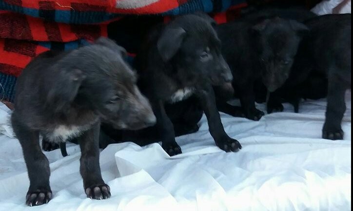 Beautiful CKC Reg Top Quality Deerhound Puppies Pls text me at (732) 290-5130 Image eClassifieds4u